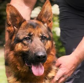 Cucciolo di pastore tedesco 20 mesi