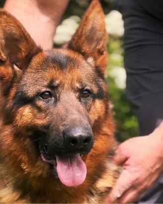 Cucciolo di pastore tedesco 20 mesi