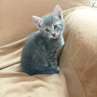 Gattino grigio