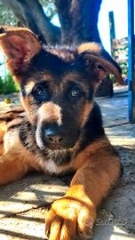 Femmina pastore tedesco