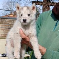 Cuccioli siberian husky