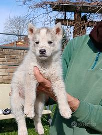 Cuccioli siberian husky