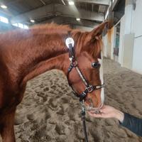 Quarter horse Hf mobster x Dottoressa