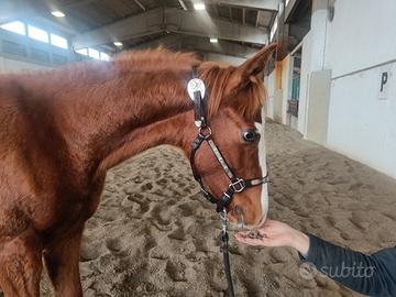 Quarter horse Hf mobster x Dottoressa