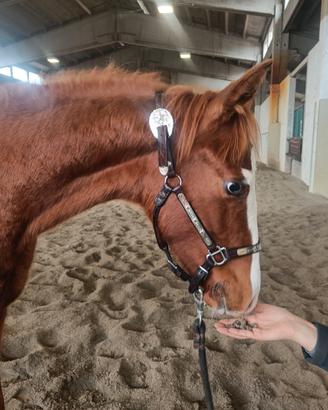 Quarter horse Hf mobster x Dottoressa