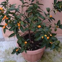 pianta di mandarino Cinese 