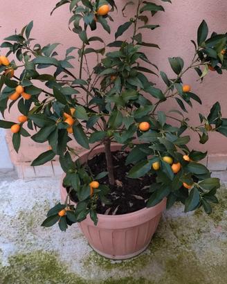 pianta di mandarino Cinese 