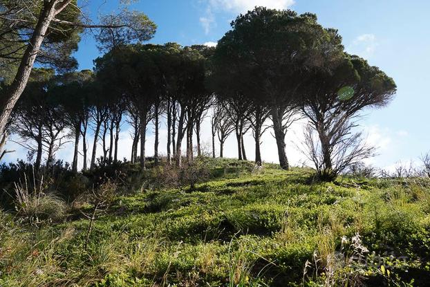 Rif.GR149| terreno agricolo messina