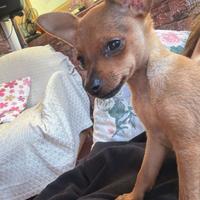 Pincher mini toy di soli 2 mesi