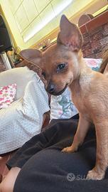 Pincher mini toy di soli 2 mesi