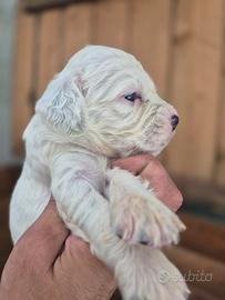 Cucciolo Setter inglese