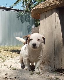 jack Russell 
