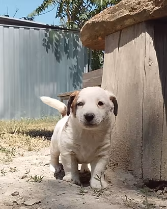 jack Russell 