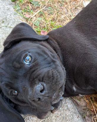 Cuccioli Cane Corso
