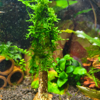 Alberello di muschio di Java