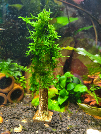 Alberello di muschio di Java