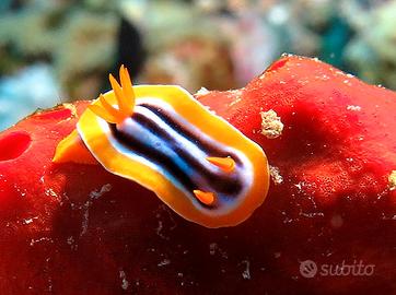 canon G16 come da accordi