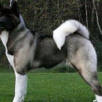 Akita Americani