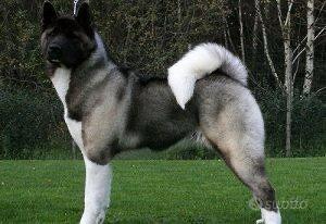 Akita Americani