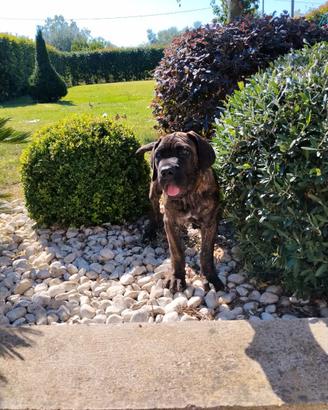 Cuccioli cane corso