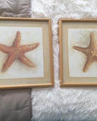 Coppia quadri stelle marine