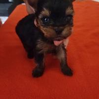 Cucciolata di yorkshire terrier toy con pedigree