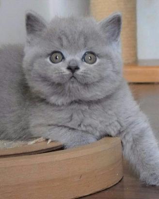 CUCCIOLI di BRITISH SHORTHAIR DISPONIIBLI SUBITO