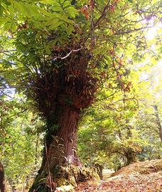 Castagneto a Roccamonfina