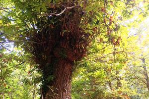 Castagneto a Roccamonfina