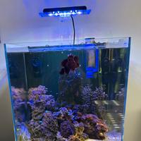 Acquario 100 lt