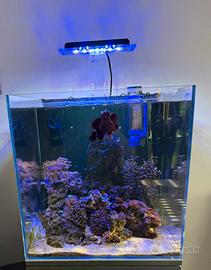 Acquario 100 lt