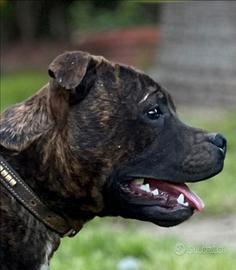 Staffordschire bull terrier