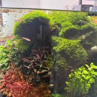 Muschio acquario fissiden fontanus