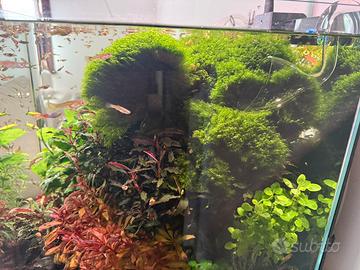 Muschio acquario fissiden fontanus