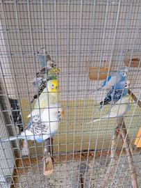 Cocorite Animali Esotici Pappagalli Uccelli Volati