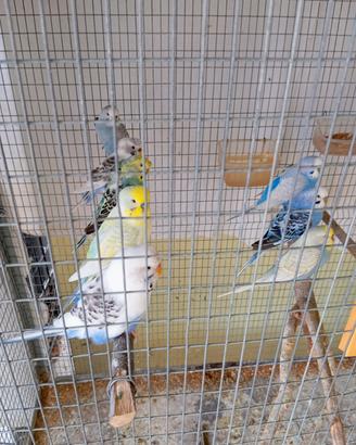 Cocorite Animali Esotici Pappagalli Uccelli Volati