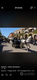 Cavallo spagnolo