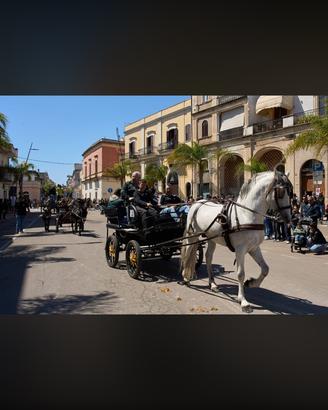 Cavallo spagnolo