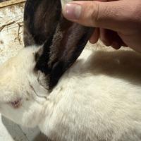 Coniglio maschio originale californiano