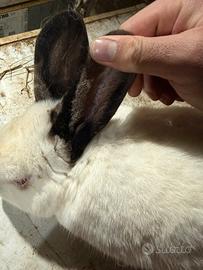 Coniglio maschio originale californiano