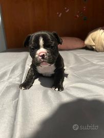 Bulldog francese