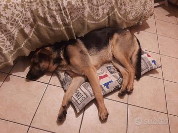 Incrocio pastore tedesco