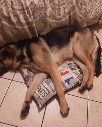 Incrocio pastore tedesco