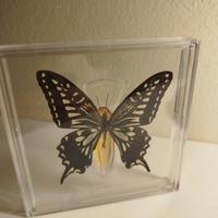 Farfalla Papilio Xuthus in resina