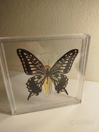Farfalla Papilio Xuthus in resina