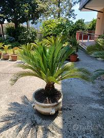 cycas
