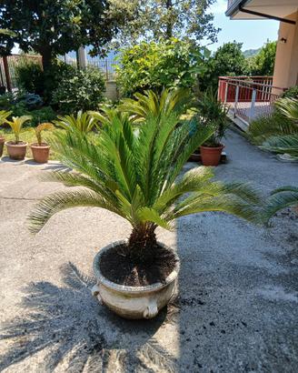 cycas