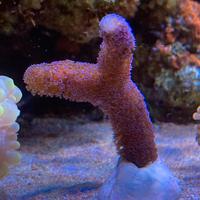 Stylophora pistillata "Milka"