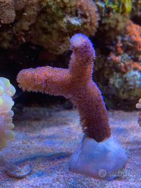 Stylophora pistillata "Milka"