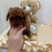 Barboncino Miny toy redbrown